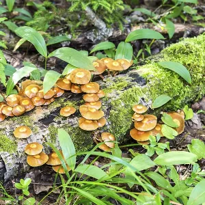 Wild yellow mushrooms growing on the old birch in the forest Wild yellow mushrooms growing on the old birch in the forest