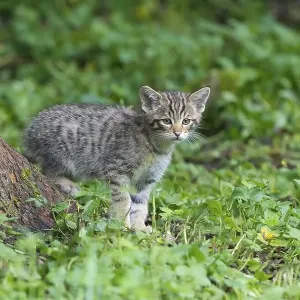 Wildcat (Felis silvestris), Kitten, captive