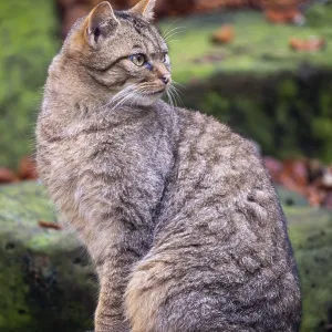 Wildcat (Felis silvestris), Neuhaus im Solling Wildcat (Felis silvestris), Neuhaus im Solling