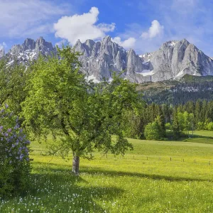 Wilder Kaiser in spring, Lilac and trees Wilder Kaiser in spring, Lilac and trees