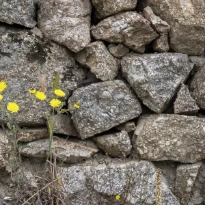 Wildflowers in Rock Wall Print, Massif Central, France