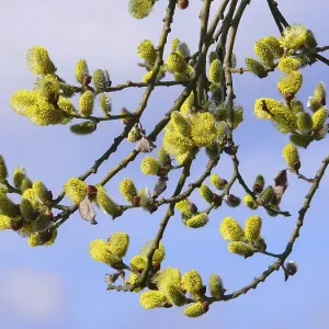 Willow in flower, willow catkins