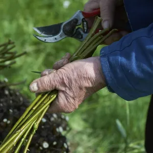 Willow pruning in spring, willow (Salix)