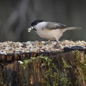 Willow Tit (Parus montanus) at a feeding site with sunflower seeds in its beak Willow Tit (Parus montanus) at a feeding site with sunflower seeds in its beak