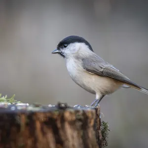 Willow Tit (Parus montanus) sitting on a tree trunk Willow Tit (Parus montanus) sitting on a tree trunk