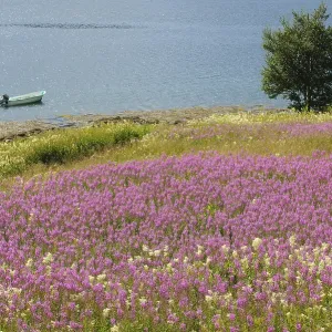 Willowherb, Lauvsnes, North Trondelag, Norway
