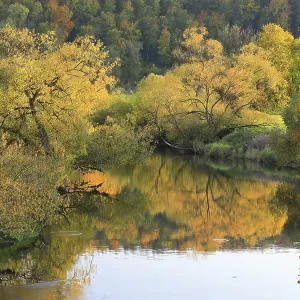 Willows (Salix), autumn colouring