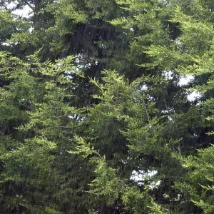 Wind in Pine Trees, Normandy Wind in Pine Trees, Normandy