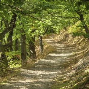 A winding forest path lined with dense trees and flooded with sunlight A winding forest path lined with dense trees and flooded with sunlight