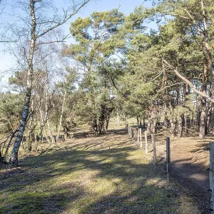 Winding forest path with trees casting shadows on the sunny ground Winding forest path with trees casting shadows on the sunny ground