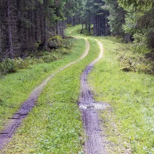 Winding forest road in a spruce forest with muddy tire tracks Sweden