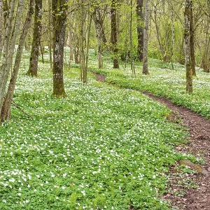 Winding nature footpath in a budding deciduous forest with flowering wood anemones (Anemone nemorosa) a spring day