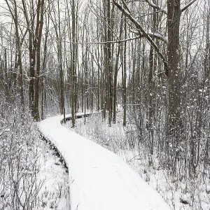 A winding snowy path through a tranquil forest with tall trees and bare branches in London