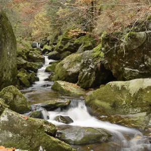 Winding stream flowing through a forest surrounded by leaves and moss-covered rocks