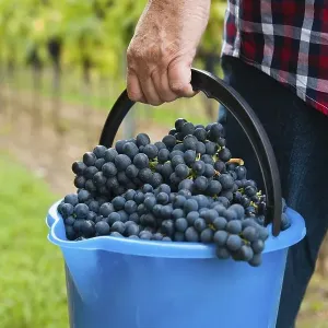 Winemaker or vintner harvesting grapes in his vineyard