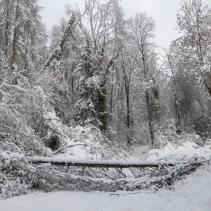 Winter Forest Landscape Print, Leoben, Austria Winter Forest Landscape Print, Leoben, Austria