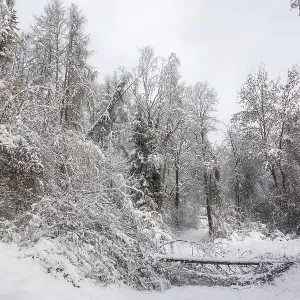 Winter Forest Landscape Print, Leoben, Austria Winter Forest Landscape Print, Leoben, Austria