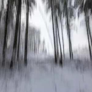 Winter Forest Print, Leoben, Austria Winter Forest Print, Leoben, Austria