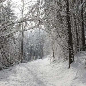 Winter Scene Print: Snow Laden Forest in Leoben, Austria Winter Scene Print: Snow Laden Forest in Leoben, Austria
