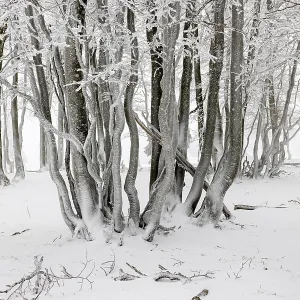 Winter beech forest with hoarfrost on the trees and fog on Mount Kandel Winter beech forest with hoarfrost on the trees and fog on Mount Kandel