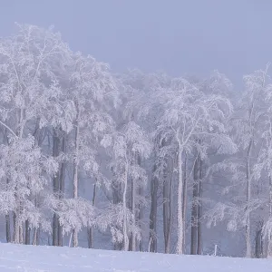 Winter beech forest with hoarfrost on the trees and fog on Mount Kandel Winter beech forest with hoarfrost on the trees and fog on Mount Kandel