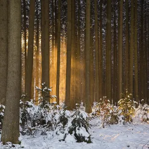 Winter forest Winter forest