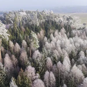 Winter forest aerial view of a mixed forest with spruces