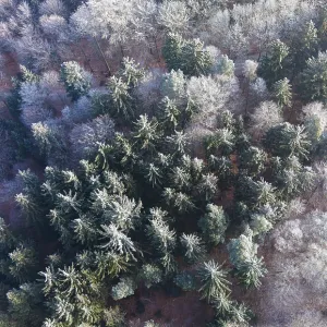 Winter forest aerial view of a mixed forest with spruces