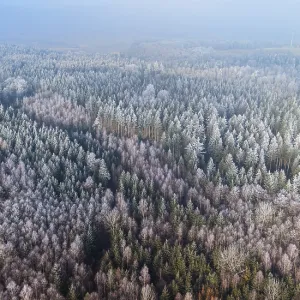 Winter forest aerial view of a mixed forest with spruces