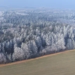 Winter forest aerial view of a mixed forest with spruces