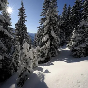 Winter forest in backlight, Spiesser