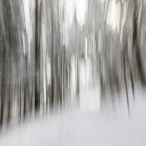 Winter Forest Print, Leoben, Austria Winter Forest Print, Leoben, Austria
