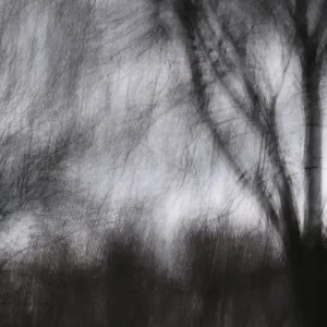 Winter forest, blurred, long exposure