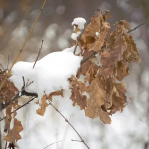 Forêt d'hiver avec branches et neige en premier plan Forêt d'hiver avec branches et neige en premier plan