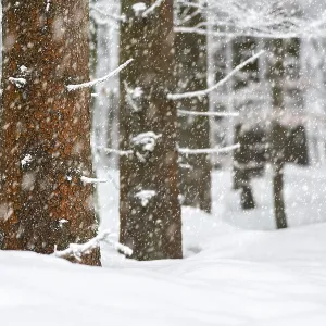 Winter forest, close-up