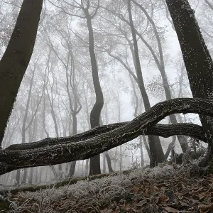 A winter forest covered in fog with frozen branches and barren atmosphere A winter forest covered in fog with frozen branches and barren atmosphere