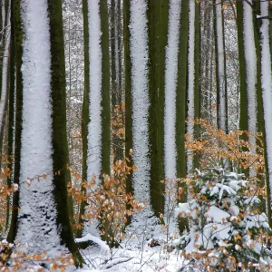 Winter forest, forest with snow Winter forest, forest with snow