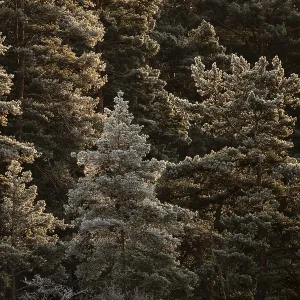 Winter forest with frost-covered trees in sunlight Winter forest with frost-covered trees in sunlight
