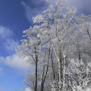Winter forest with frosted tree branches over blue sky