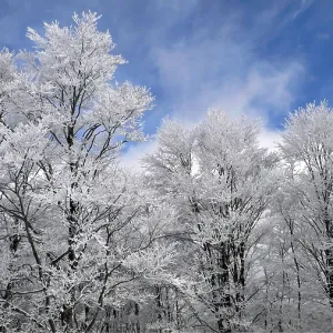 Winter forest with frosted tree branches over blue sky background