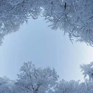 Winter forest, Harz, Germany, Europe