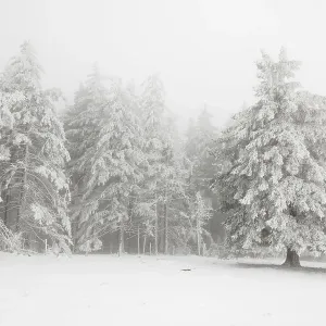 Winter forest with hoarfrost on the trees and fog on the mountain Kandel Winter forest with hoarfrost on the trees and fog on the mountain Kandel