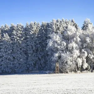Winter forest with hunters and magnificent trees Winter forest with hunters and magnificent trees