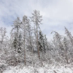 Winter Forest Print, Leoben, Styria, Austria Winter Forest Print, Leoben, Styria, Austria