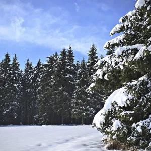 Winter Forest Print - Germany Under New Snow Winter Forest Print - Germany Under New Snow