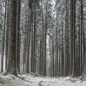 Winter forest, short onset of winter Winter forest, short onset of winter