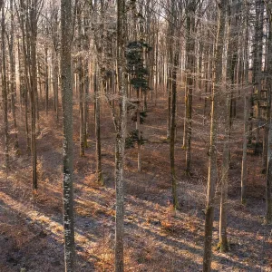 Winter forest in slanting sunlight casting long shadows Winter forest in slanting sunlight casting long shadows
