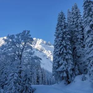Winter forest with snow-covered Allgaeu mountains Winter forest with snow-covered Allgaeu mountains