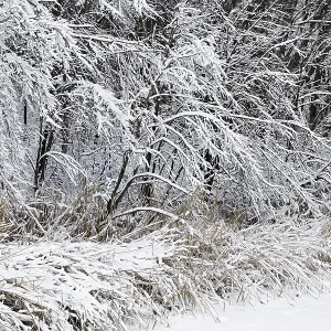 Winter, forest with snow covered trees Winter, forest with snow covered trees