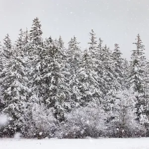 Bosque de invierno durante la nevada, Mondseeland. Bosque de invierno durante la nevada, Mondseeland.